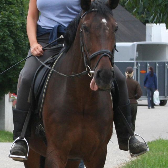 Pferd zeigt die Zunge beim Reiten © Roland Vidmar / videomar.at